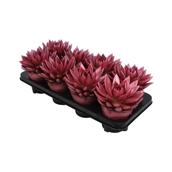 <h4>Echeveria Metallic Red</h4>