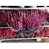 Calluna Garden Girls purple