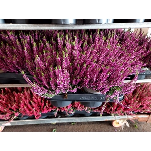 Calluna Garden Girls purple