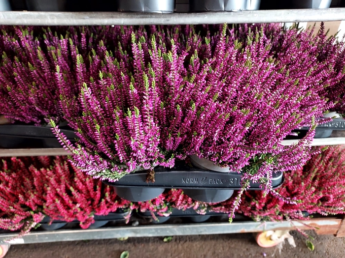Calluna Garden Girls purple