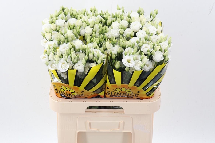 <h4>Eus G Rosi White</h4>