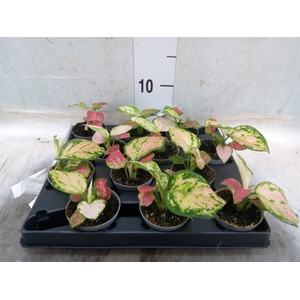 Aglaonema   ...