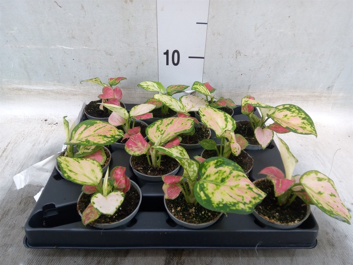 <h4>Aglaonema   ...</h4>