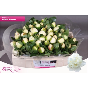 Paeonia Bridal Shower | Heavy Quality