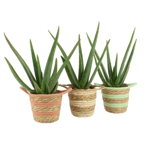 7502557: Solutionss Contradiction Aloe Vera