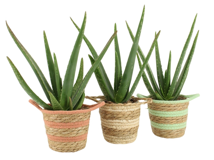 <h4>7502557: Solutionss Contradiction Aloe Vera</h4>