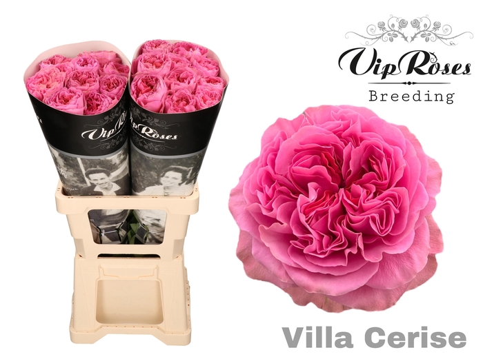 <h4>R GR VILLA CERISE</h4>