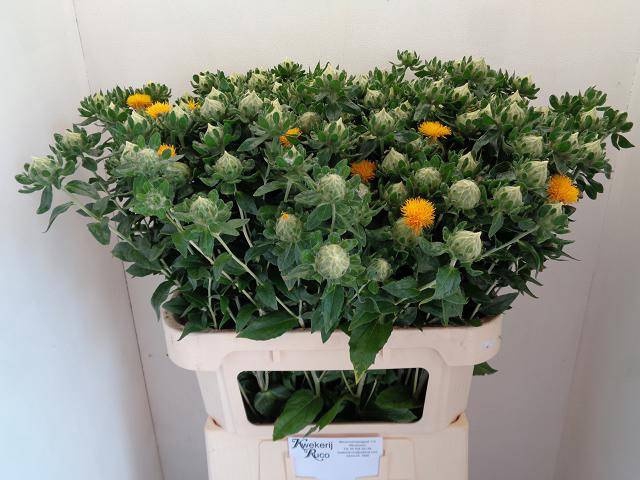 <h4>CARTH T ORANGE GRENA</h4>