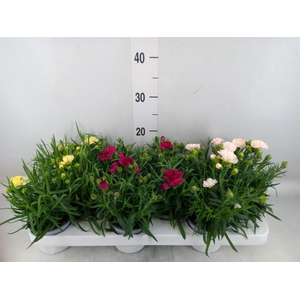 Dianthus   ...mix