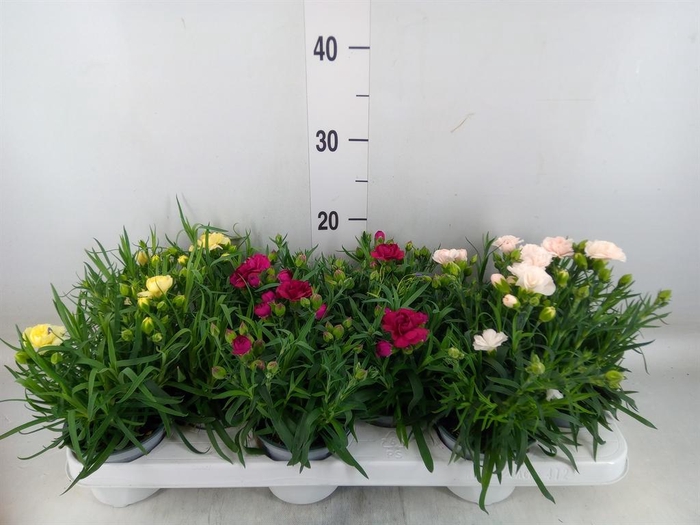 <h4>Dianthus   ...mix</h4>