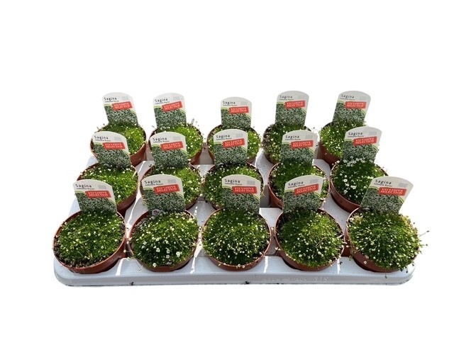 <h4>SAGINA SUBULATA</h4>