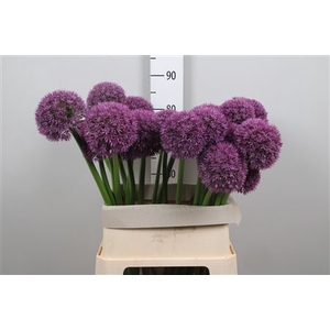 Allium Grootbloemig