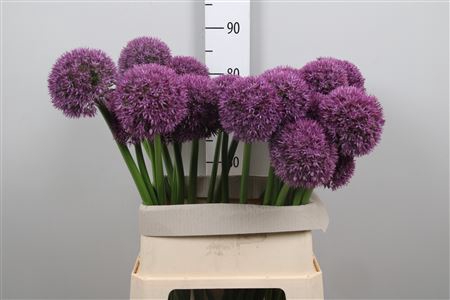 <h4>Allium Grootbloemig</h4>