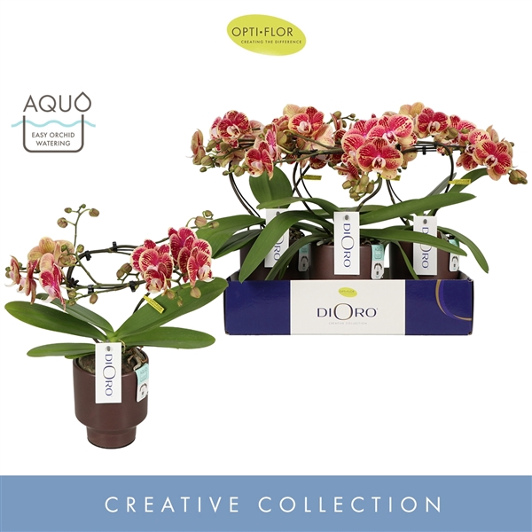 <h4>Dioro Magnifique 2 spike in Emilia Brown Aquo</h4>