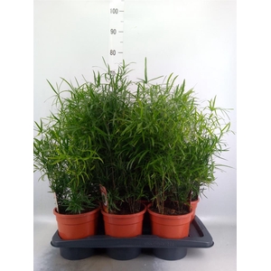 Asparagus falcatus