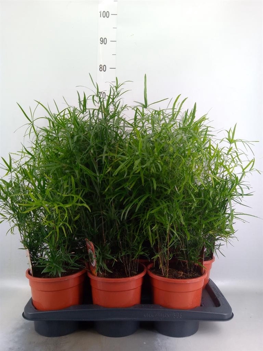 <h4>Asparagus falcatus</h4>