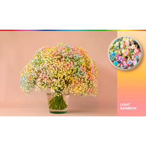 GYPS XLENCE TINTED RAINBOW