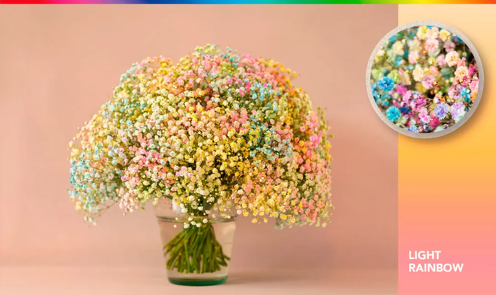 <h4>GYPS XLENCE TINTED RAINBOW</h4>