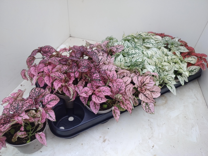 <h4>HYPOEST GEM</h4>