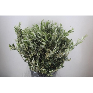 Olijf 400gr P Bunch