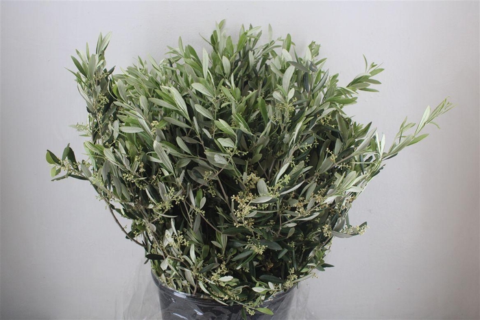 <h4>Olijf 400gr P Bunch</h4>