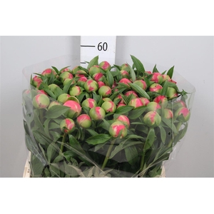 Paeonia Coral Charm | Heavy Quality