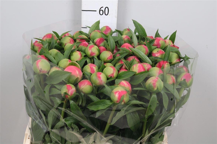 <h4>Paeonia Coral Charm | Heavy Quality</h4>