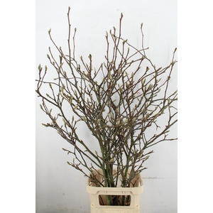 MAGNOLIA GRANDIFLORA X6 GRILLIG
