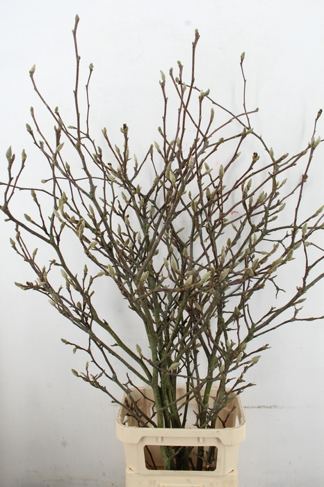 <h4>MAGNOLIA GRANDIFLORA X6 GRILLIG</h4>