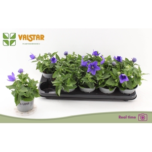 PLATYCO GR ASTRA BLU