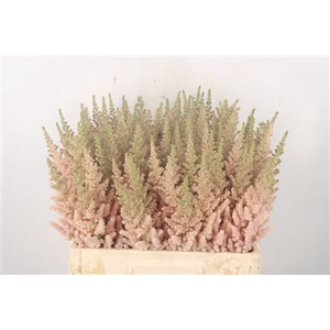 Astilbe Visions Inferno Peach