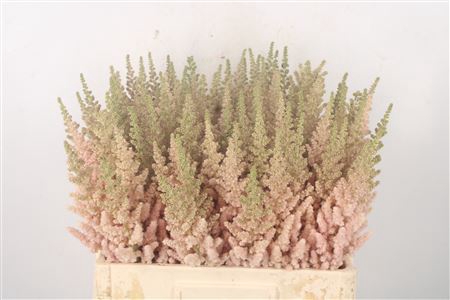 <h4>Astilbe Visions Inferno Peach</h4>