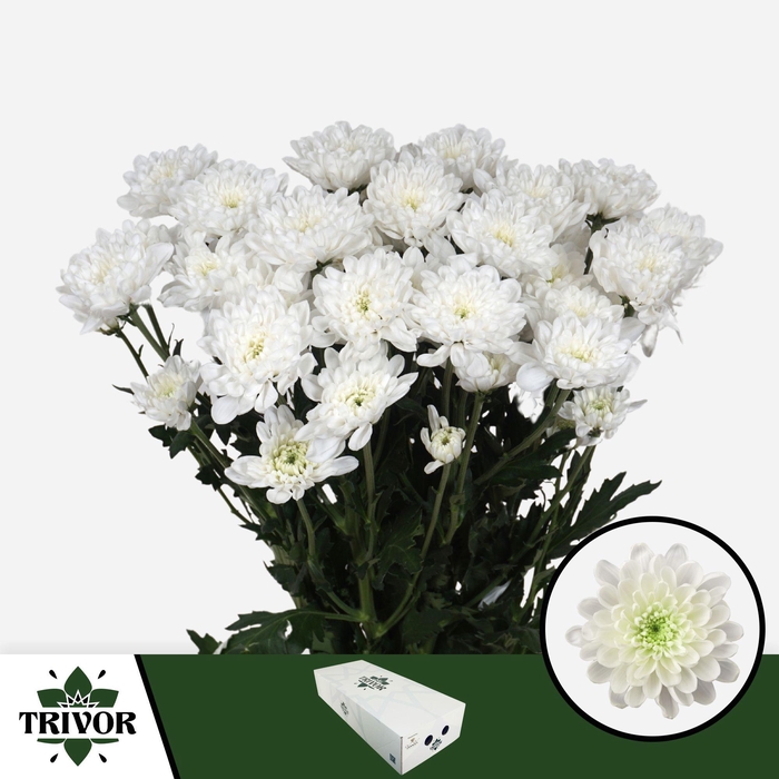 <h4>Chr T Altaj Trivor</h4>