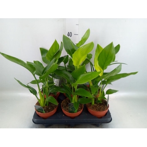 Strelitzia reg.   ...no flowers