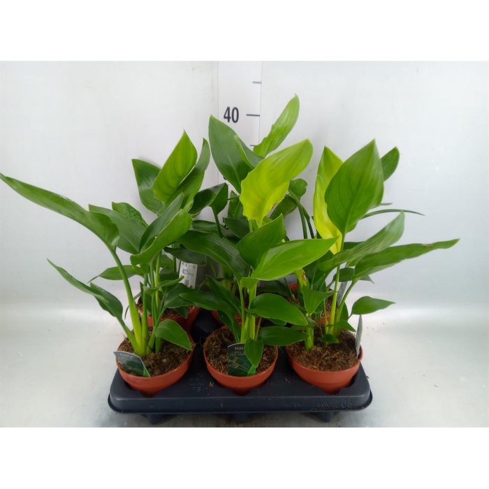 <h4>Strelitzia reg.   ...no flowers</h4>