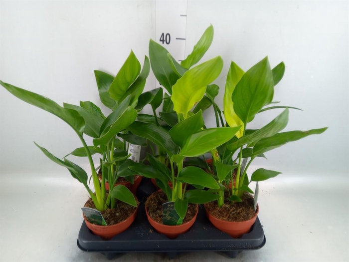 Strelitzia reg.   ...no flowers