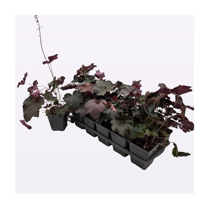 <h4>Heuchera micrantha 'Palace Purple'</h4>