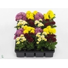 Chrysanthemum Gardenmum Mix Layer
