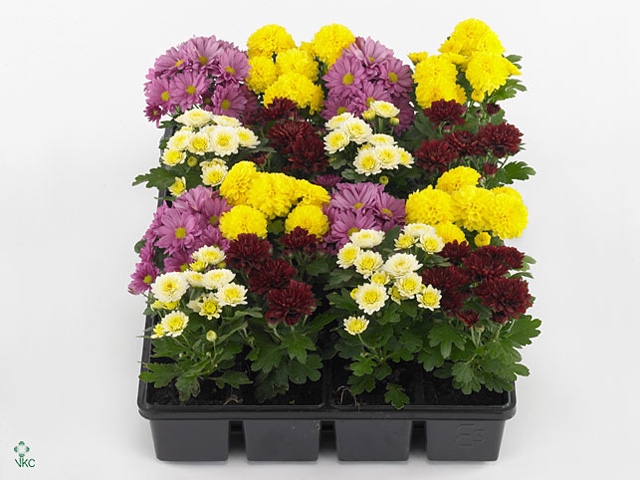 Chrysanthemum Gardenmum Mix Layer