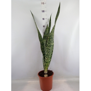 Sansevieria trifa.   ...