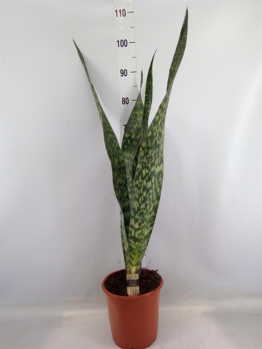 <h4>Sansevieria trifa.   ...</h4>