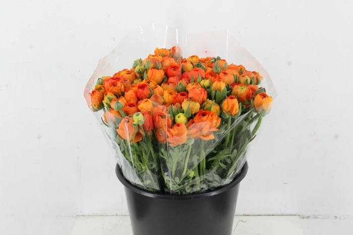 <h4>RAN ELEGANCE ORANGE</h4>