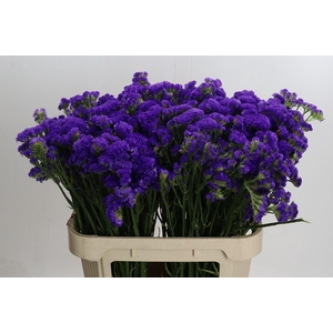 Limonium Marina Violet