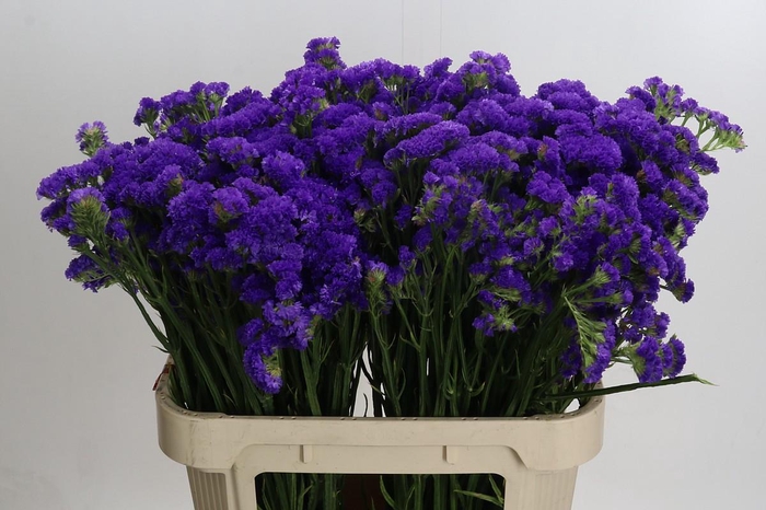 Limonium sinuatum Marina Violet
