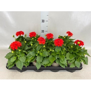 Dahlia  'Dahlinova Hypnot Red'