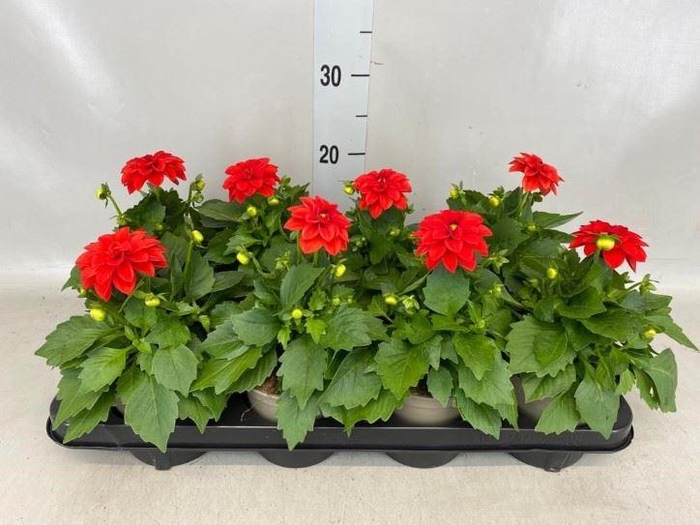 <h4>Dahlia  'Dahlinova Hypnot Red'</h4>