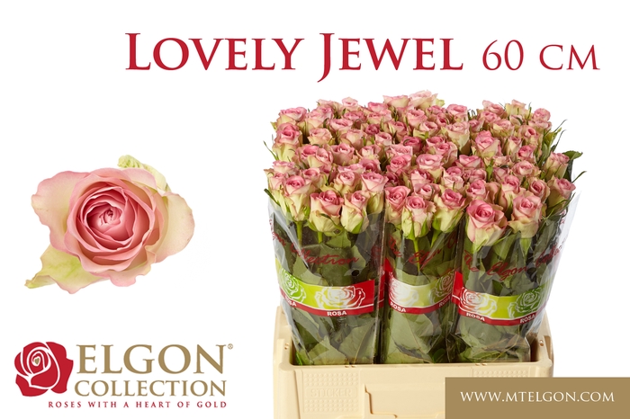 <h4>R GR LOVELY JEWEL</h4>