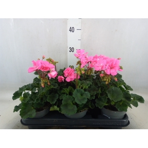 Pelargonium zona.   ...F1