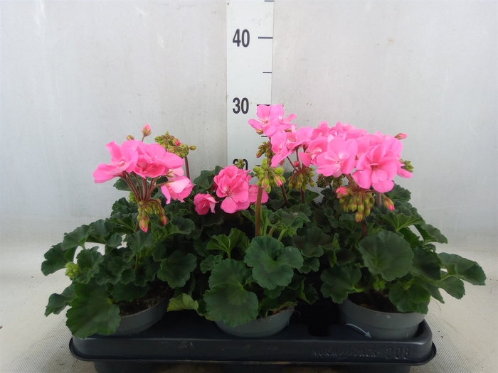 <h4>Pelargonium zona.   ...F1</h4>