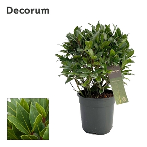 Laurus nobilis Bol zonder stam